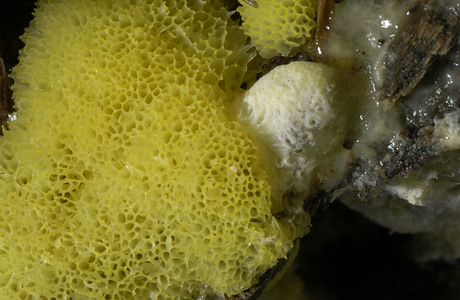 Ceratiomyxa fruticulosa var. porioides (Ceratiomyxa fruticulosa var. porioides) - © Heinz Prelicz